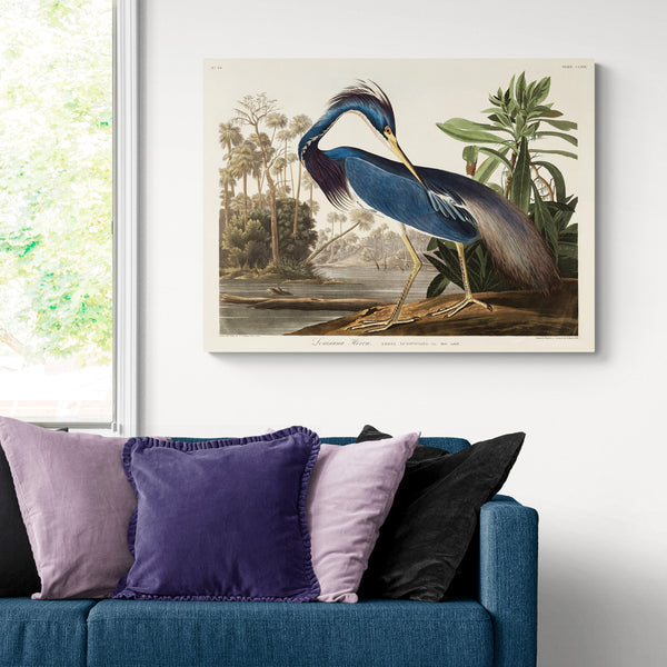 Louisiana Heron Bird by John James Audubon - Canvas Wall Art Framed  Print - Various Sizes