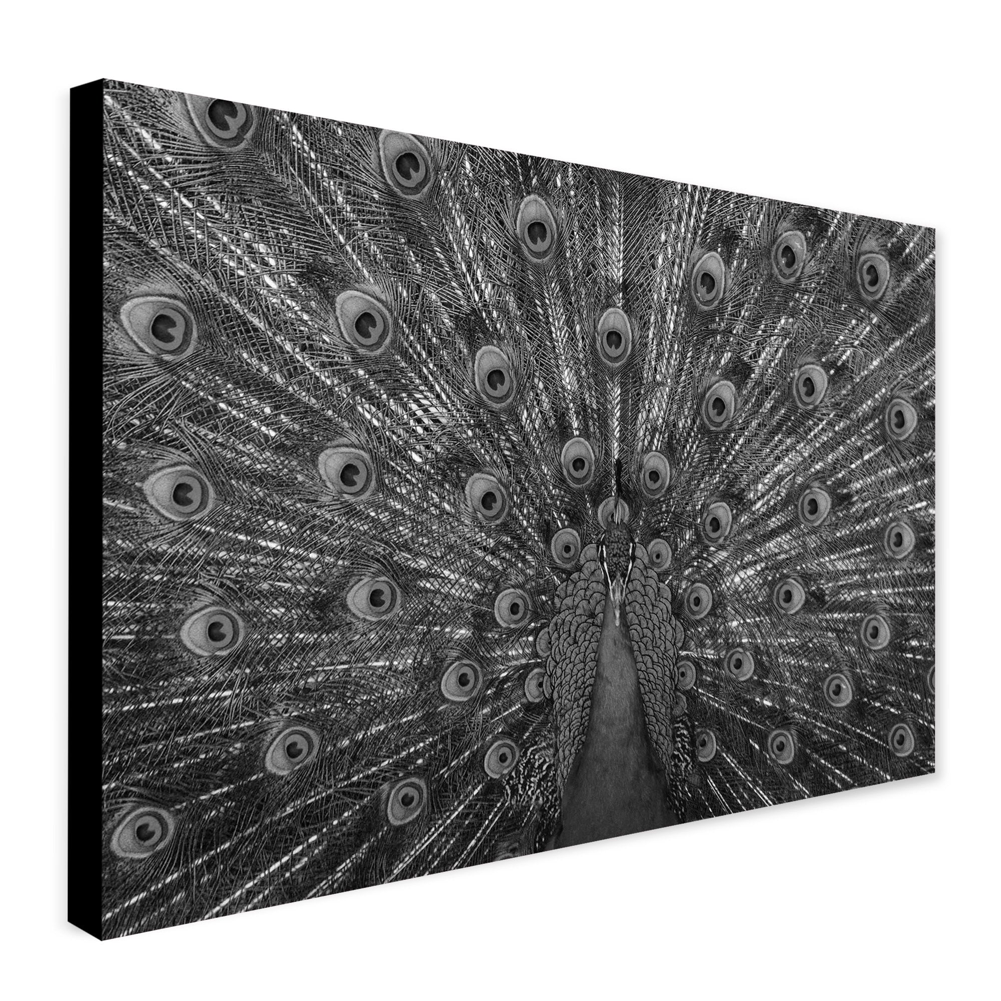 Peacock Bird - Monochrome - Canvas Wall Art Framed Print - Various Sizes