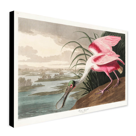 Roseate Spoonbill by John James Audubon - Canvas Wall Art Framed  Print - Various Sizes