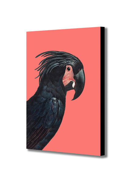 The Palm Cockatoo by Francois Levaillan - Canvas Wall Art Framed Print - Various Sizes