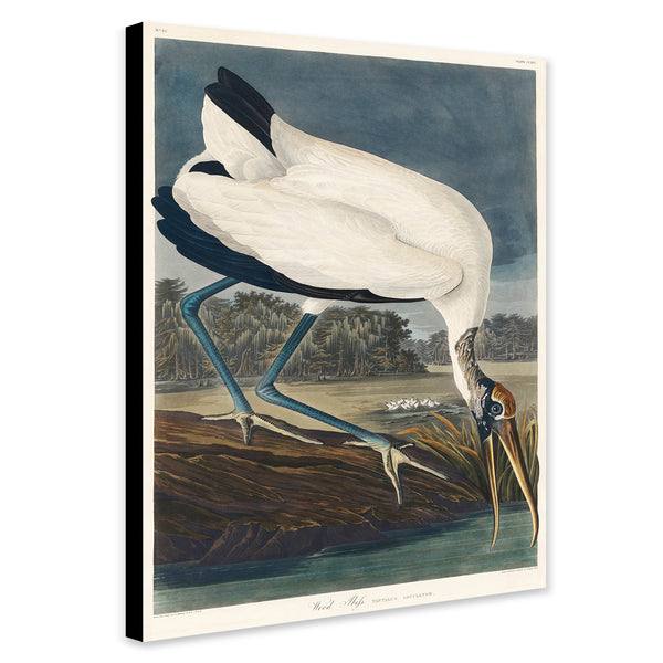 Wood Ibiss Bird - Vintage Art by James Audubon - Canvas Wall Art Framed Print - Various Sizes