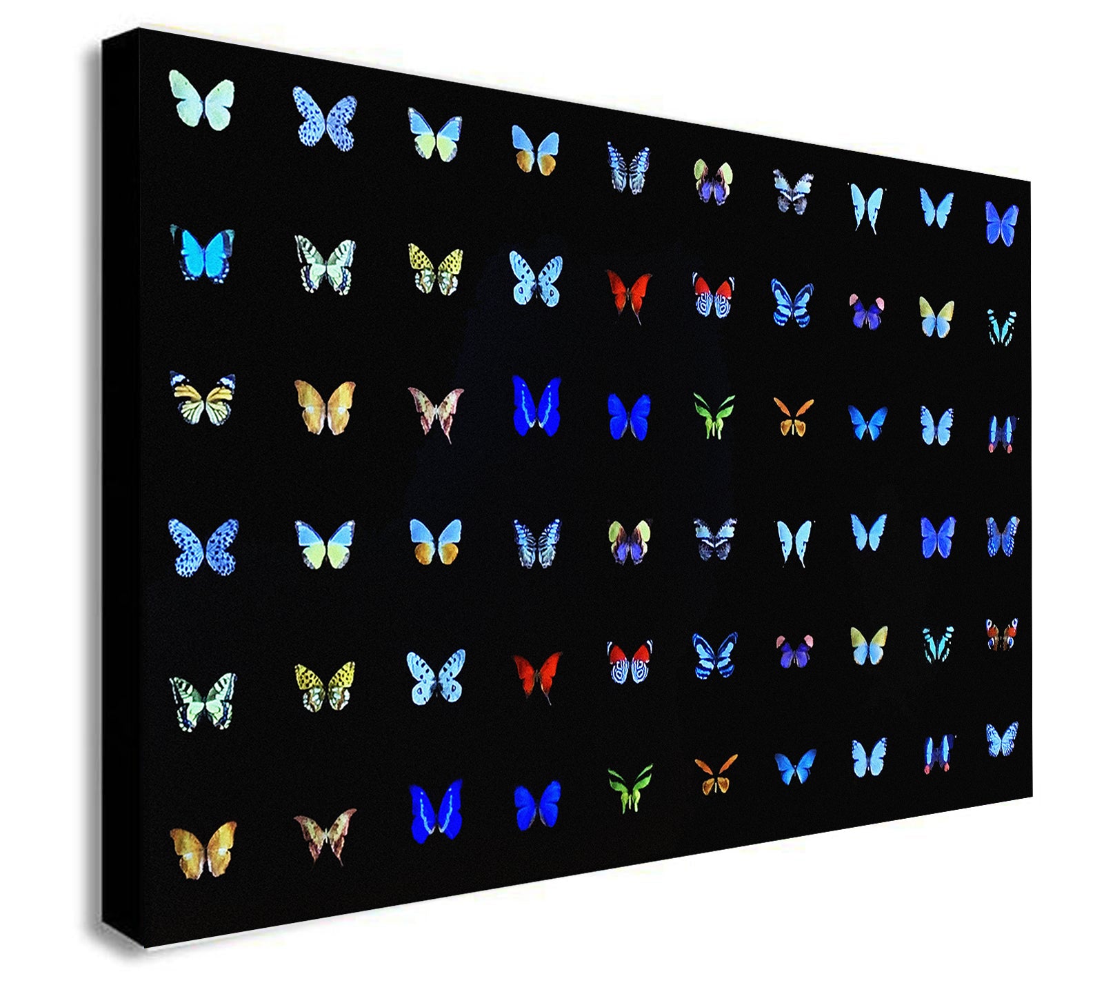 Butterfly Collage Multicolour - Canvas Wall Art Framed Print - Various Sizes