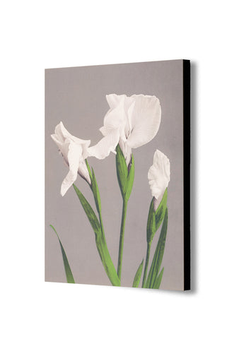 White Irises by Ogawa Kazumasa - Japanese - Canvas Wall Art Framed Print - Various Sizes