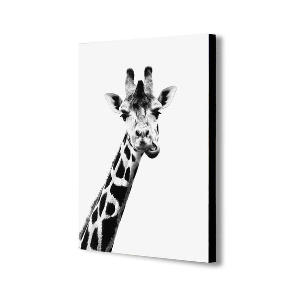 Giraffe Chewing - Funny - Canvas Wall Art Framed Print - Various Sizes