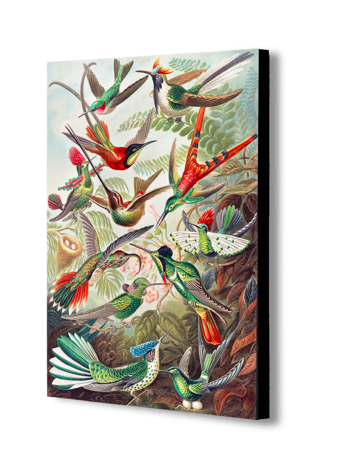 Hummingbirds Vintage - Canvas Wall Art Framed Print - Various Sizes
