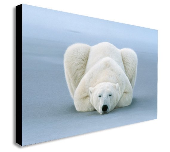 Polar Bear Sleeping - Canvas Wall Art Framed Print - Various Sizes