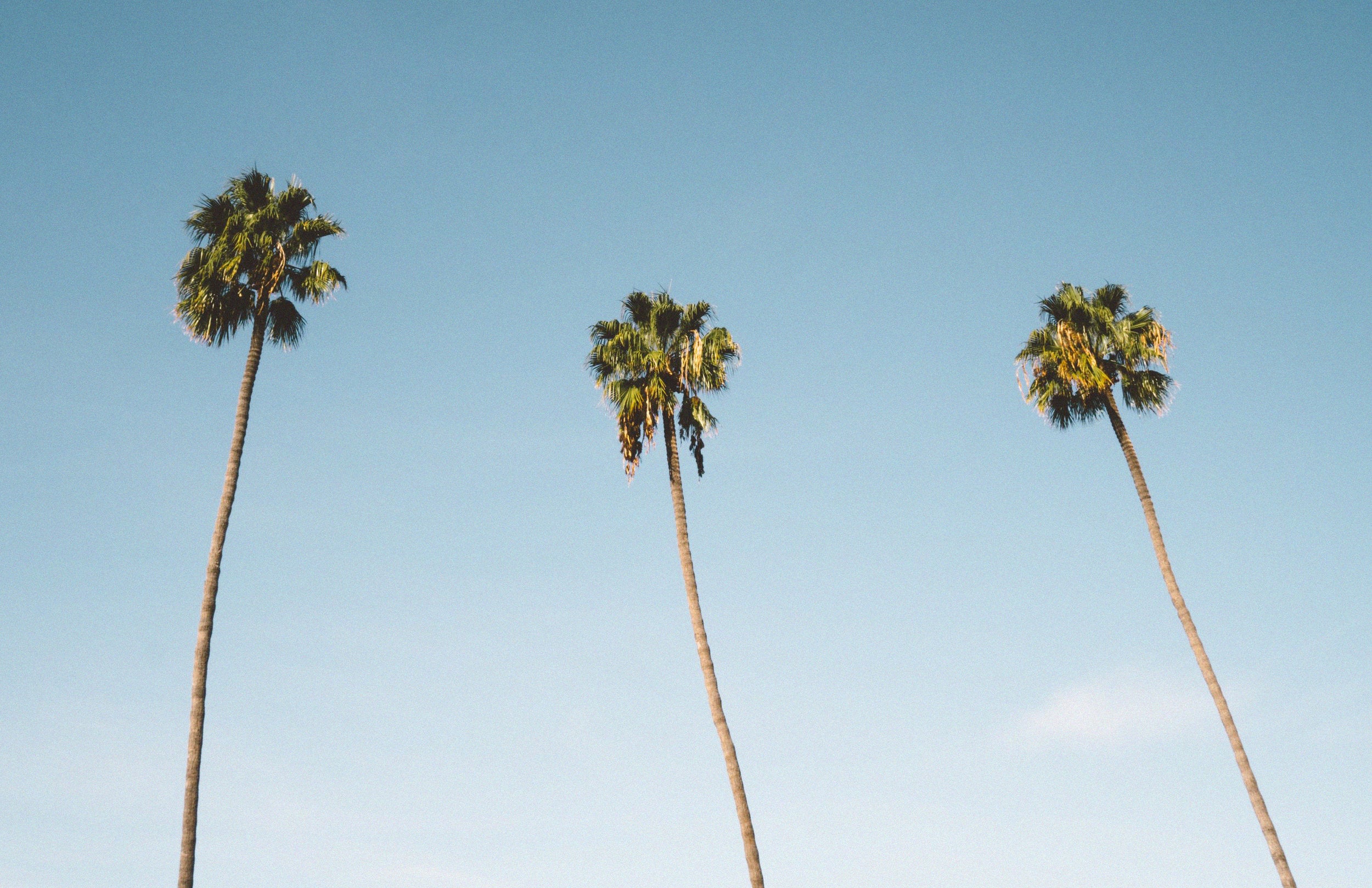 Three Palm Trees -  Canvas Wall Art Framed Print - Various Sizes