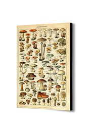 Mushroom Illustration Vintage - Canvas Wall Art Framed Print. Various Sizes