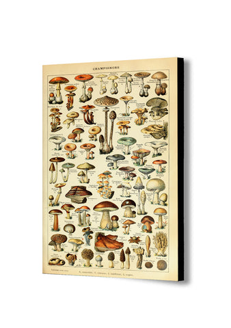 Mushroom Illustration Vintage - Canvas Wall Art Framed Print. Various Sizes