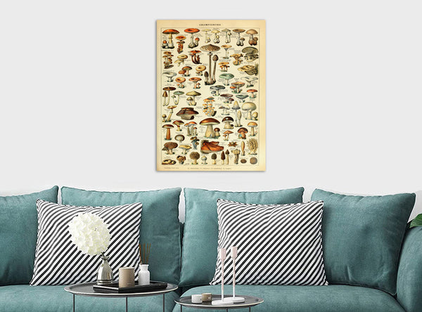 Mushroom Illustration Vintage - Canvas Wall Art Framed Print. Various Sizes