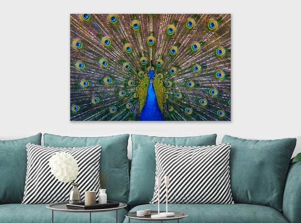 Peacock Bird - Canvas Wall Art Framed Print - Various Sizes