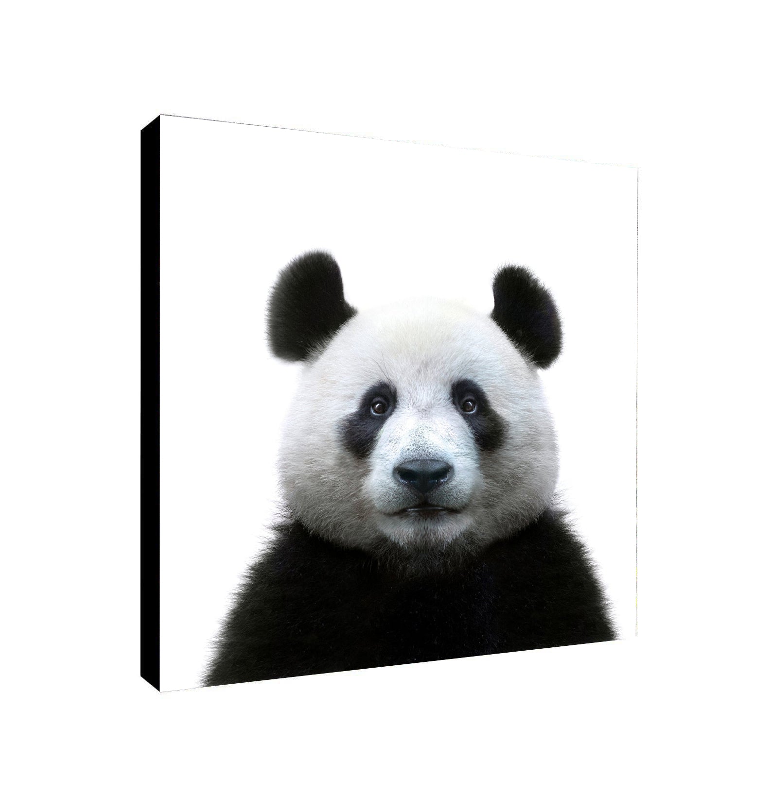 Panda Face - Canvas Wall Art Framed Print - Various Sizes