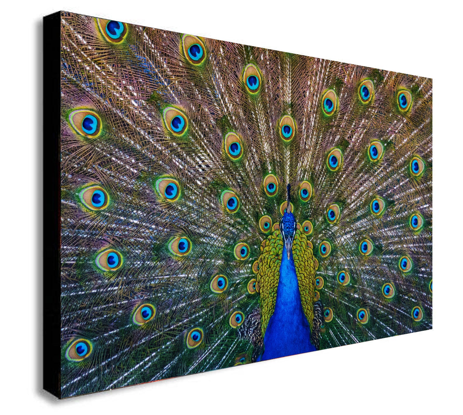 Peacock Bird - Canvas Wall Art Framed Print - Various Sizes