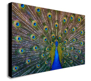 Peacock Bird - Canvas Wall Art Framed Print - Various Sizes