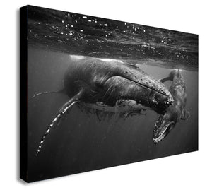 Humpback Whales - Canvas Wall Art Framed Print - Various Sizes